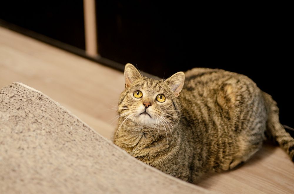 Kot, kocurek, kociak, kocurek szuka domu