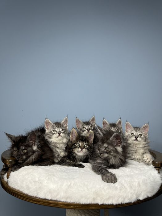 Котята породы мейн кун крупная линия красивые окрасы
