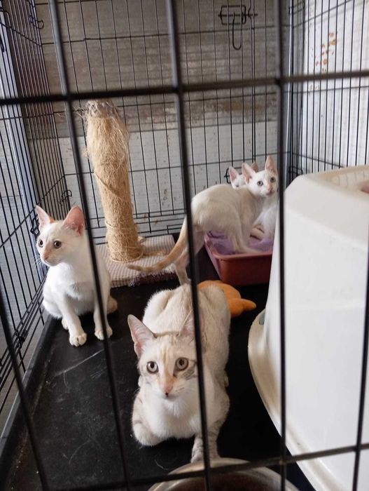 Paty - Para Adopção Responsável