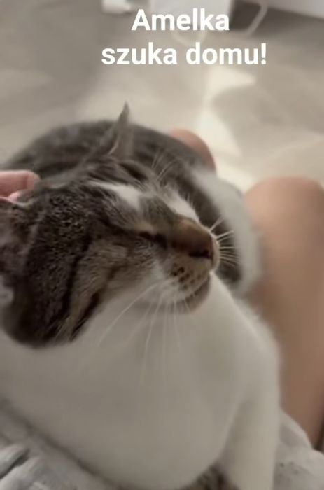 Amelka na jedynaczkę