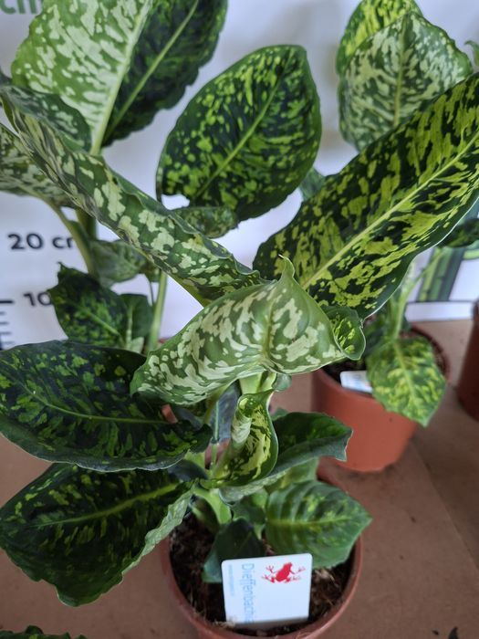 Dieffenbachia 'Reflector' Difenbachia WYSYŁKA