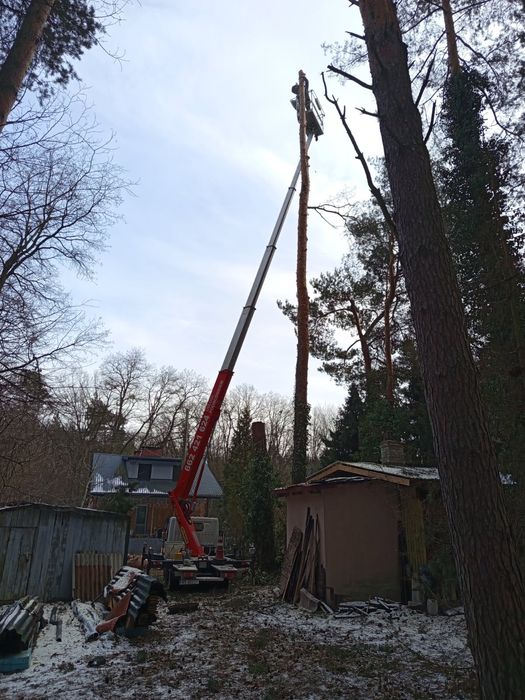 Wycinka drzew czyszczenie działek koszenie