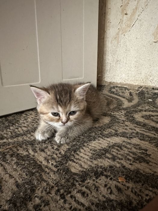 Продам 3х котят помесь шотландской веслоухой и золотистого британца за символическую стоимость