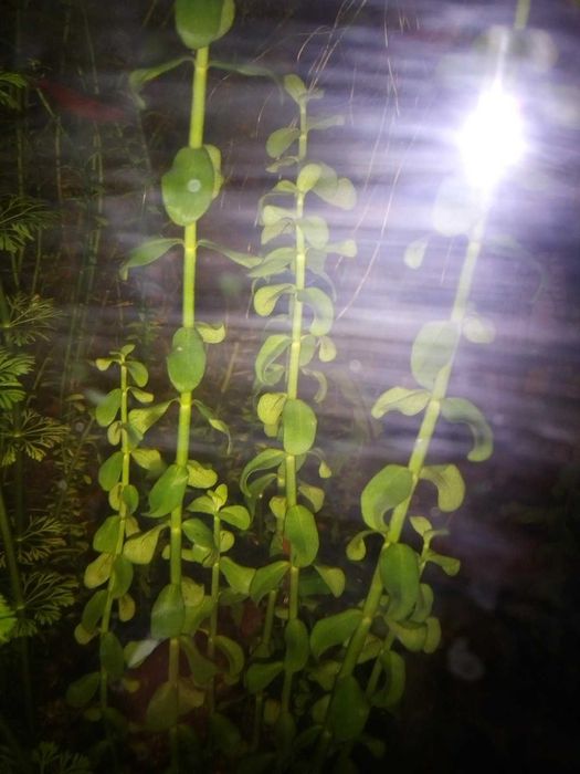 Rośliny akwariowe: bacopa, kryptokoryna, mech i limnodium gąbczaste