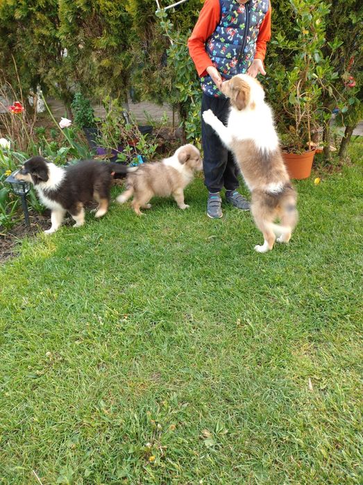 Szczeniak szkocki collie