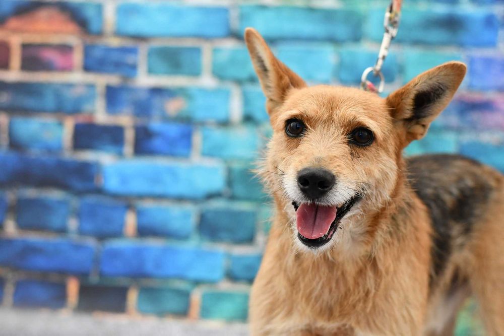 Uroczy Pablo szuka rodzinki do pokochania!
