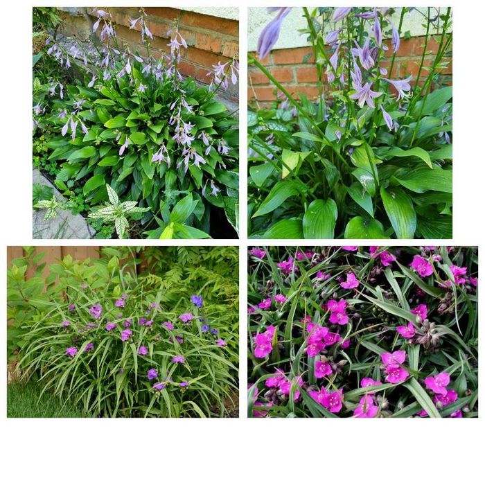 Цветы обмен. Денежное дерево, крассула, пеларгония, суккуленты