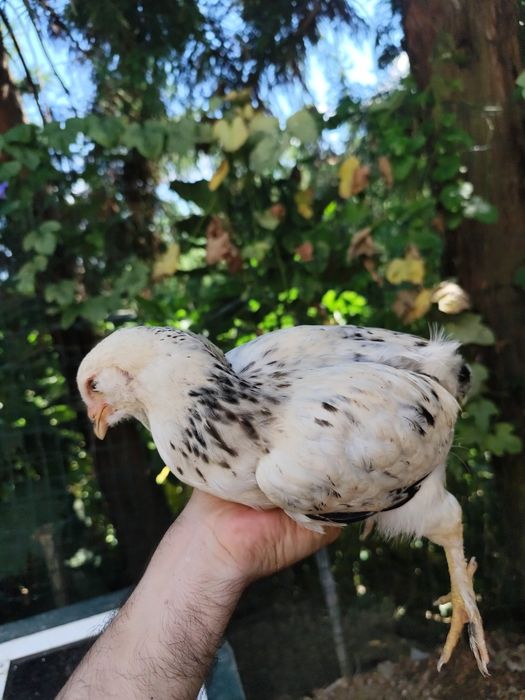 Machos Olive egger com 2 meses