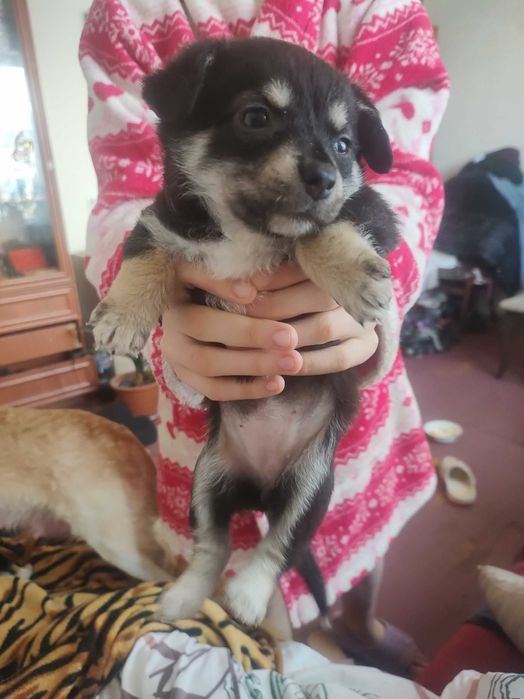 Цуценята в добрі руки безкоштовно