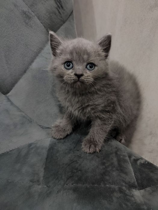 Шотландські кошенята