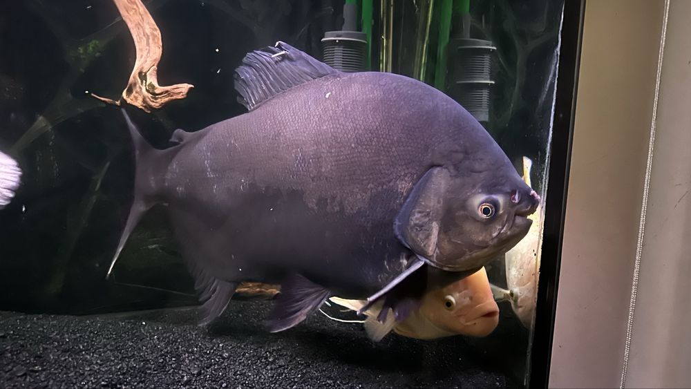 Pacu pirania (Bardzo duza)