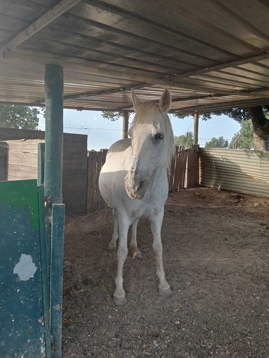 Cavalo para venda