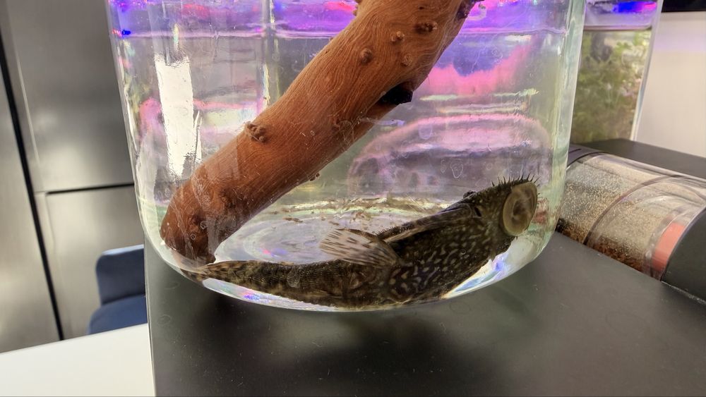 8-10 cm Glonojad. Za darmo