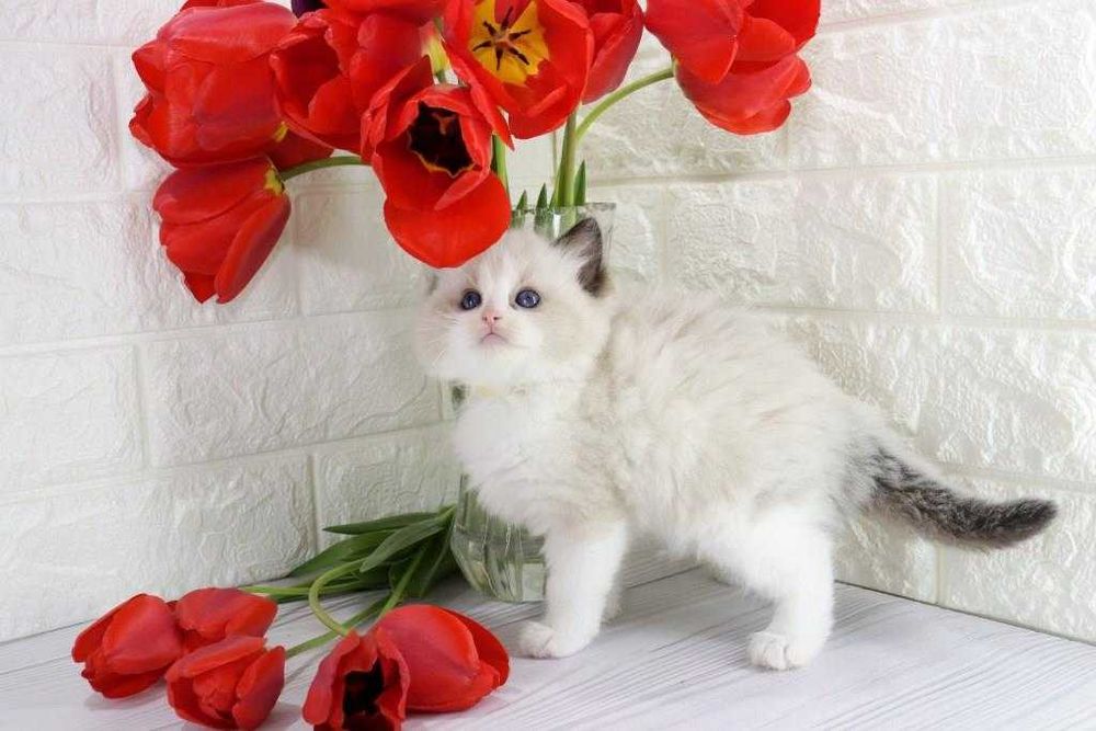 Цікавий і ласкавий котик з вакцинами та гарними навичками-Ragdoll