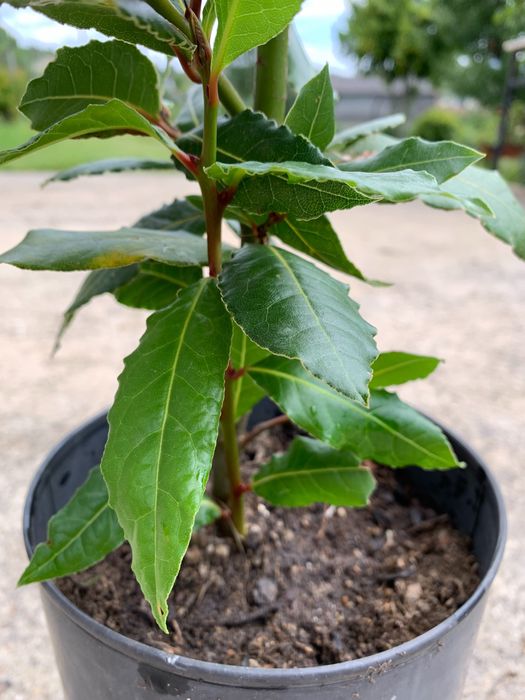 Loureiros - Laurus Nobilis