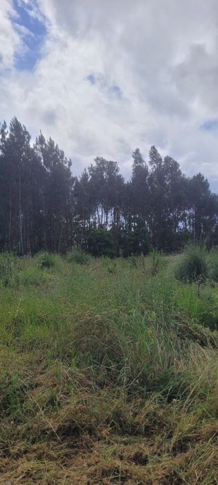 Manutenção de jardins/Limpeza de terrenos/Serviços Agrícolas