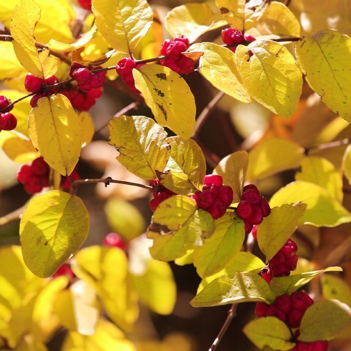 Śnieguliczka Chenaulta Żółta złota (Symphoricarpos ×chenaultii) 2.0L