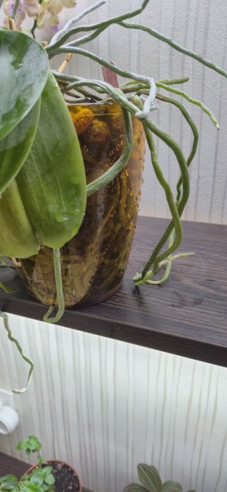 Сортовая орхидея