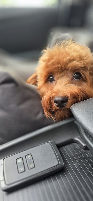 Cavapoo/ chłopczyk