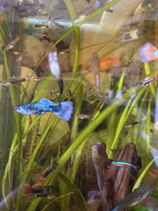 Guppies/Guppys machos e femeas