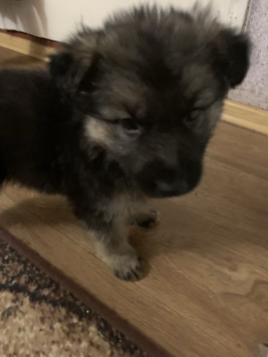 Цуценя німецької вівчарки