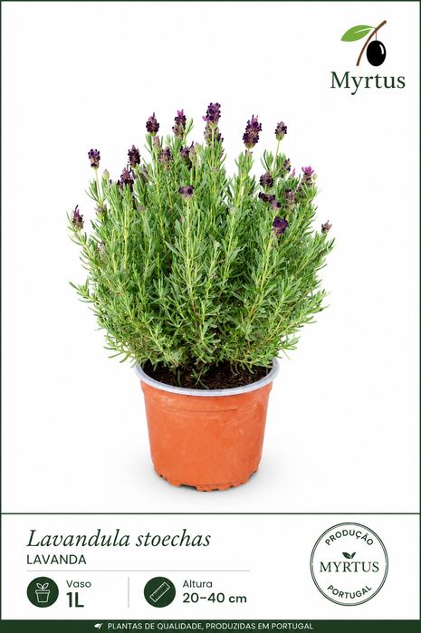 Alfazema (Lavandula stoechas) V1L
