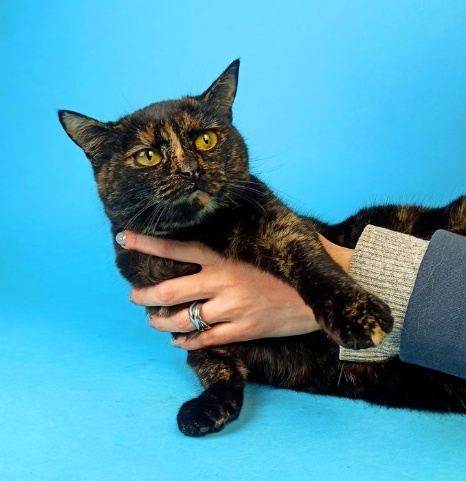 Товстенька кішечка Роксі