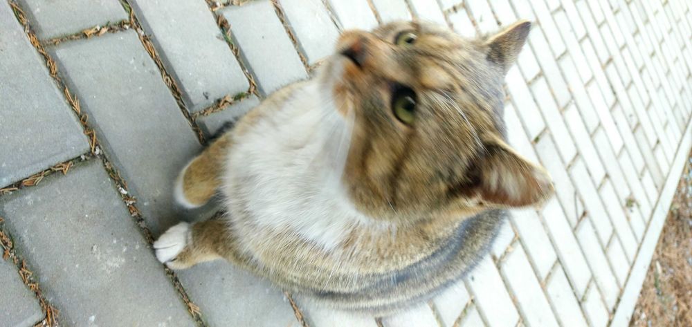 Wykastrowany kotek Ryś za darmo