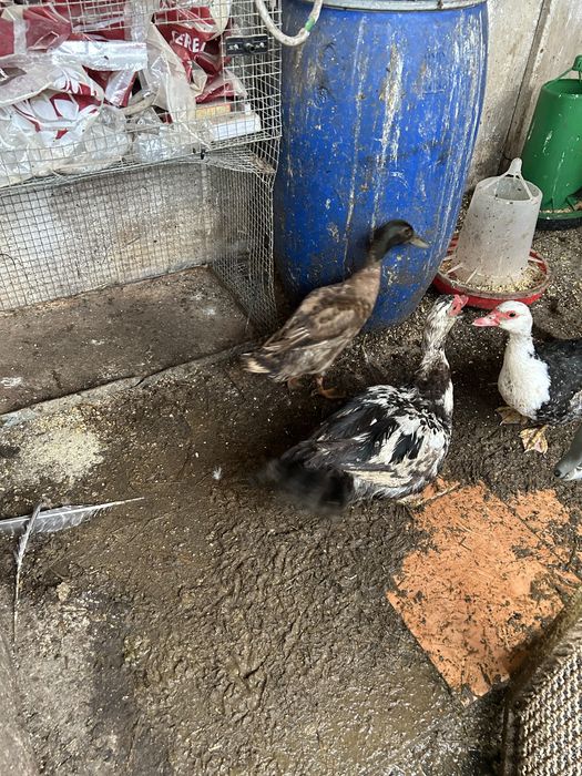 Vendo patos mudos e patos reais