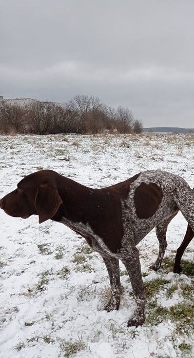 Курцхаар німецький для вязки