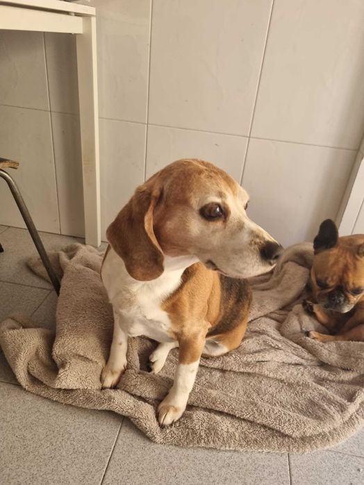 Beagle para adoção responsável
