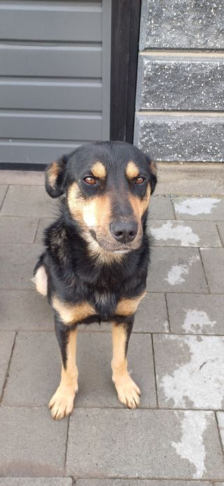 Подарую молоду собаку