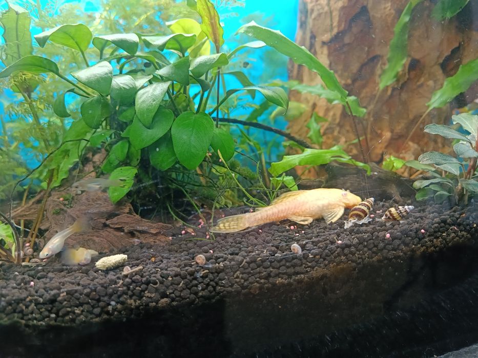 Glonojady złote/Ancistrus sp.