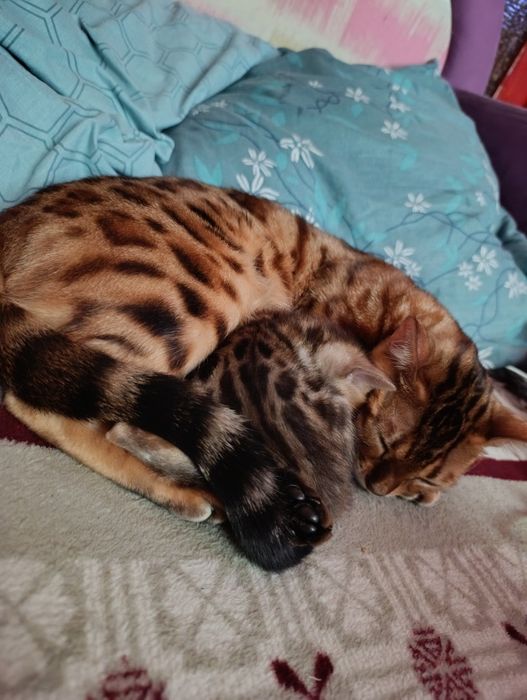 Бенгальський чудовий котик