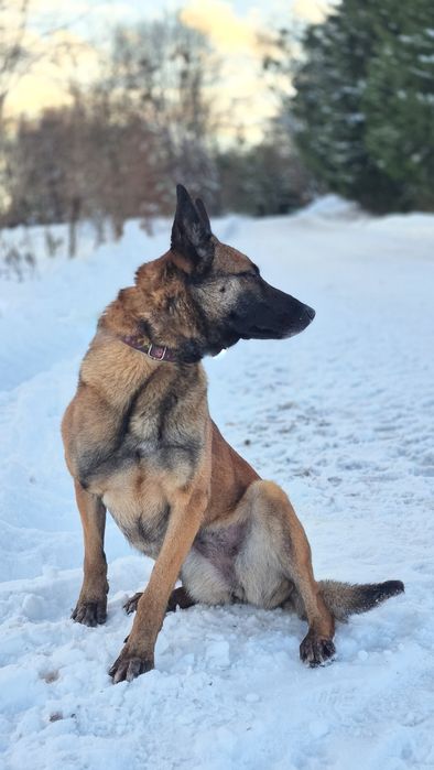 Suczka w typie owczarka belgijskiego szuka domu / do adopcji