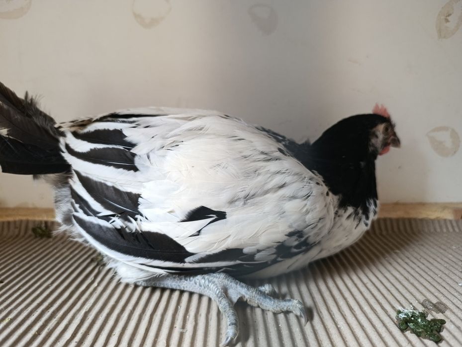 Koguty lakenfelder ozdobne, vorwerk, fryzyjskie, hamburskie, wyandotta