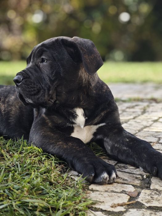 Macho Cane Corso