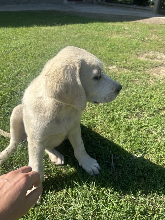 Labrador Retriever
