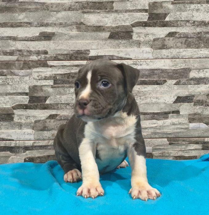 American Staffordshire Terrier Macho blue