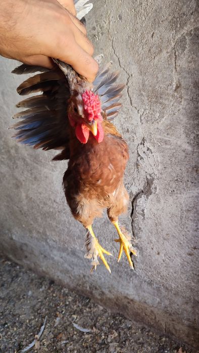 Garnizé jovem penas nas patas e crista romã