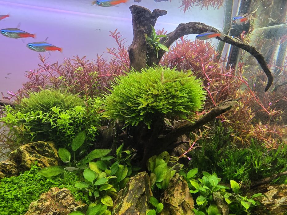 Taiwan Moss mech