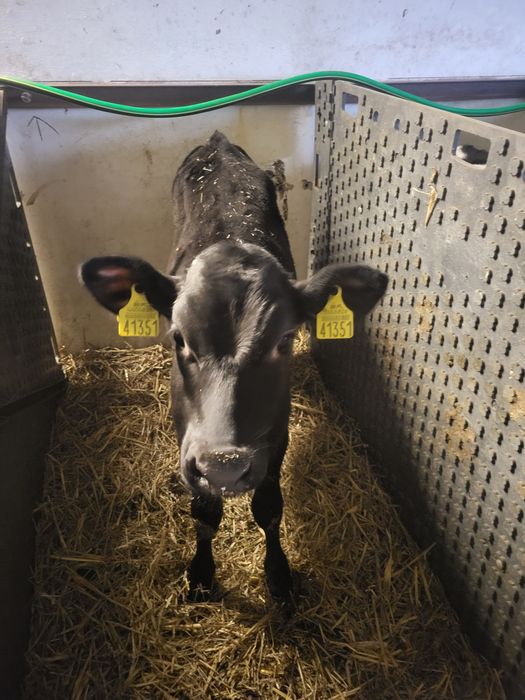 Jaloszki do dalszej chodowli