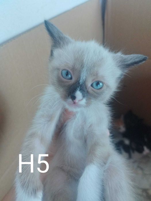 Gatinhos bebés machos para adoção