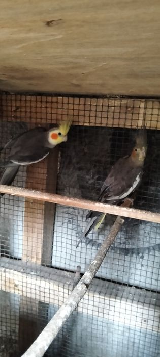 Caturras para  venda