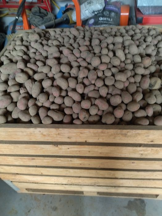 Ziemniaki paszowe odpadowe