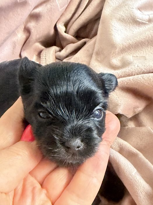 Yorkshire terrier czarny