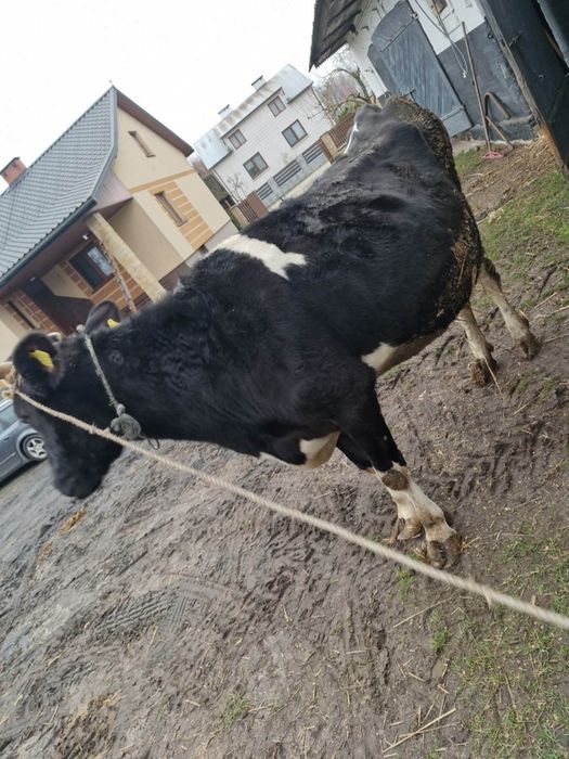 Sprzedam krowe cielna