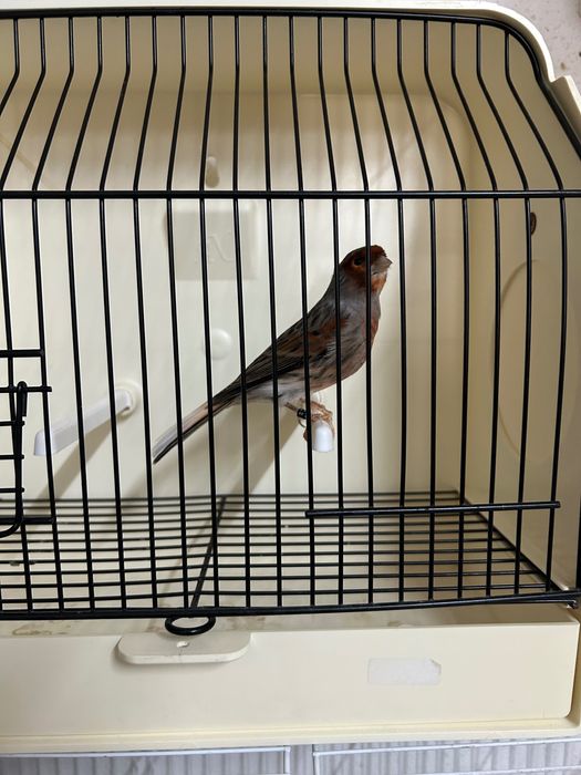 Canarios várias raças