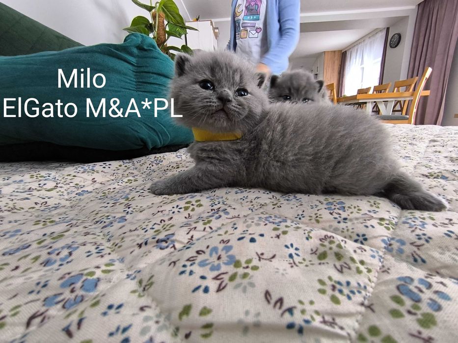 KOCUREK brytyjski krótkowłosy ElGato M&A