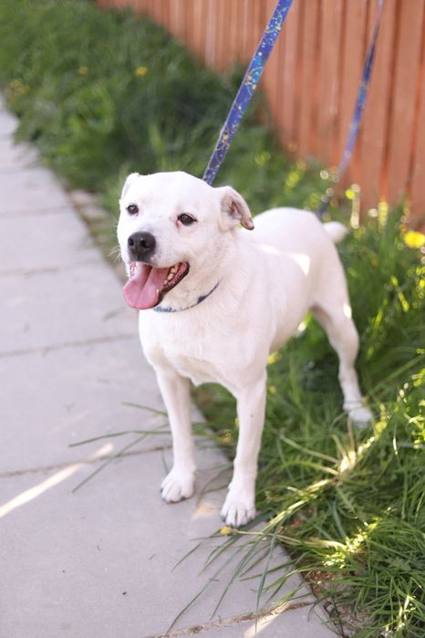 Pogodny, oddany. Roger poleca się do adopcji